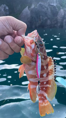 アカハタの釣果