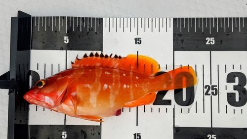 アカハタの釣果