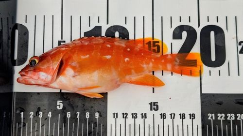 アカハタの釣果