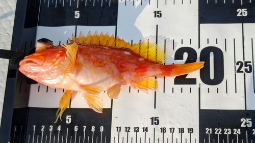 アヤメカサゴの釣果