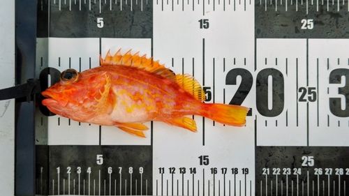 アヤメカサゴの釣果