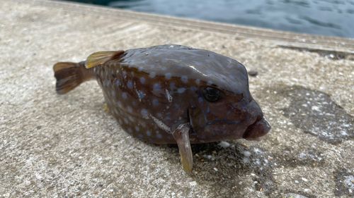 ハコフグの釣果