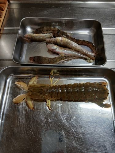 シャコの釣果