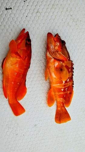 アカハタの釣果