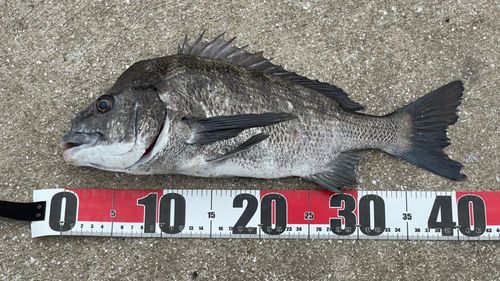 チヌの釣果