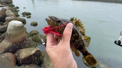 タケノコメバルの釣果