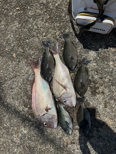マダイの釣果