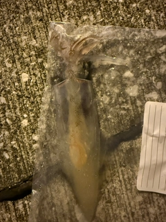 ケンサキイカの釣果