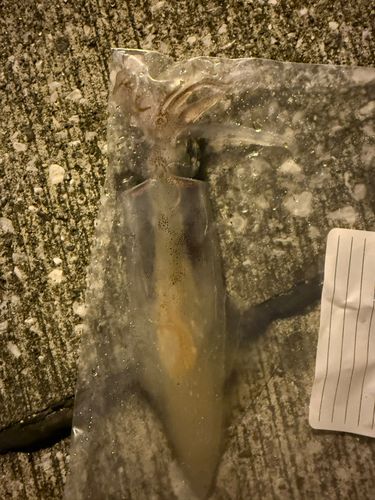 ケンサキイカの釣果