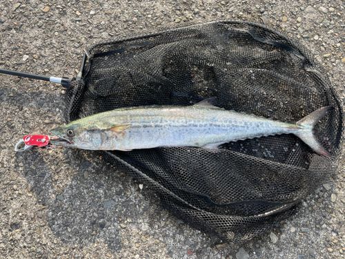サワラの釣果