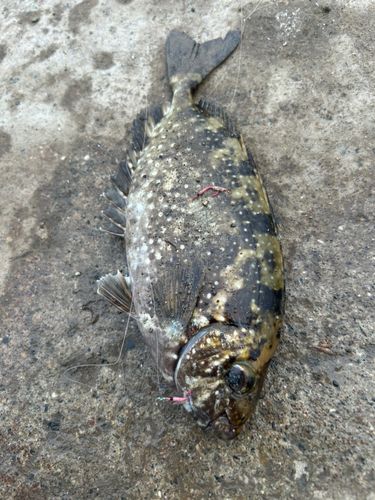 アイゴの釣果