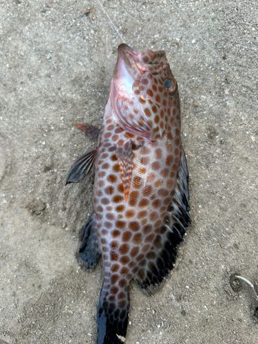 ハタの釣果