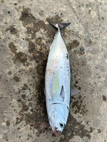ソウダガツオの釣果