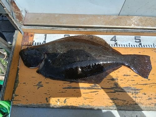 ヒラメの釣果