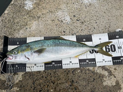 イナダの釣果