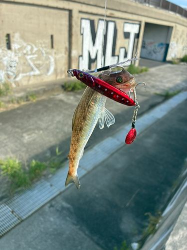 エソの釣果