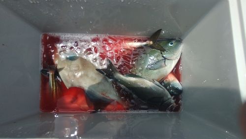 メジナの釣果
