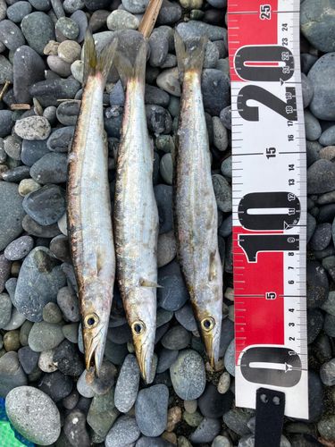 ヤマトカマスの釣果