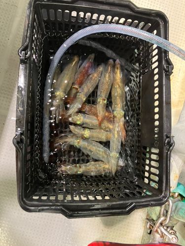 ケンサキイカの釣果