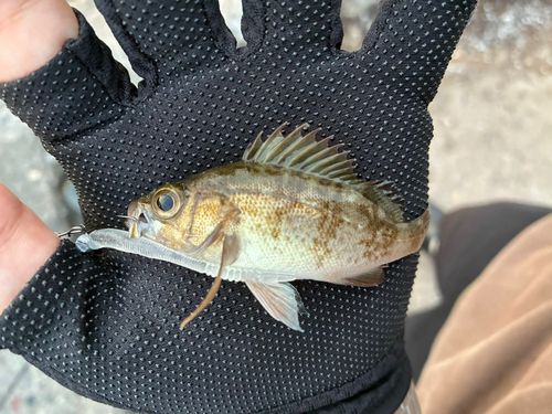 アカメバルの釣果