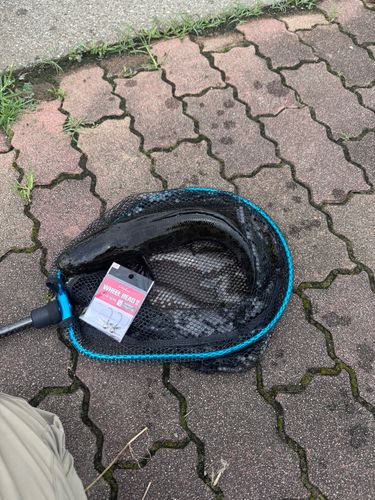 ライギョの釣果