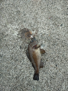 エゾメバルの釣果
