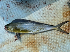 シイラの釣果