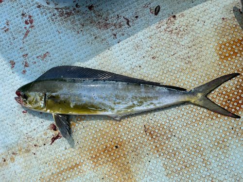 シイラの釣果