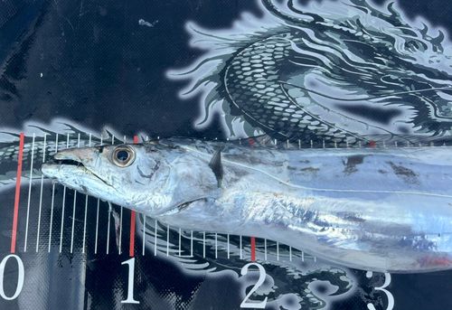 タチウオの釣果