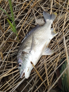キビレの釣果