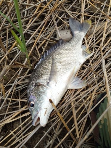 キビレの釣果
