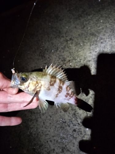 メバルの釣果