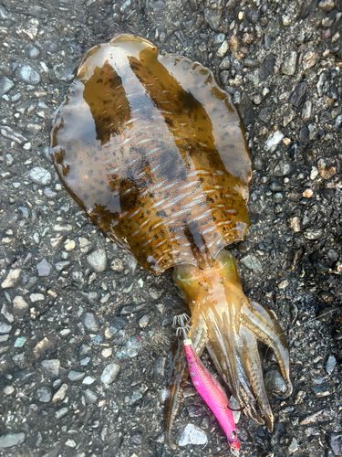 アオリイカの釣果
