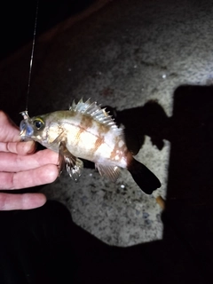 メバルの釣果