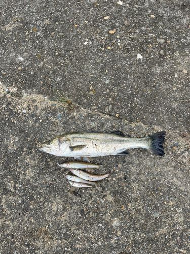 キスの釣果