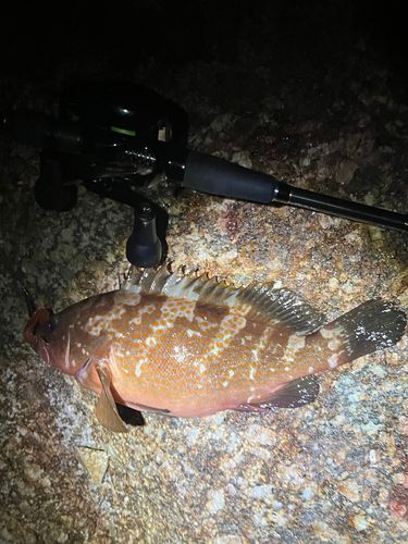アコウの釣果