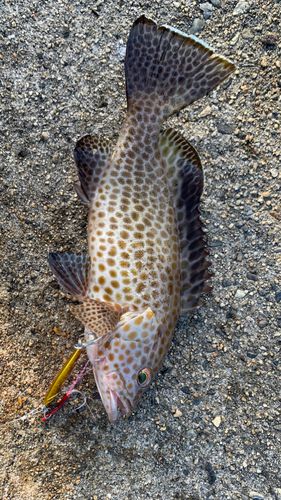 オオモンハタの釣果