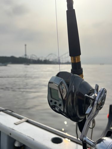 タチウオの釣果