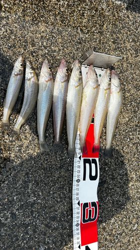 キスの釣果