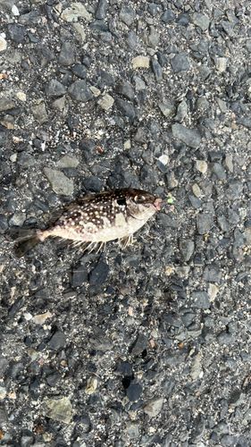 アイゴの釣果