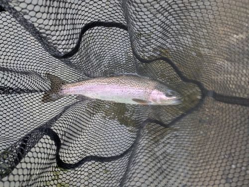 ニジマスの釣果
