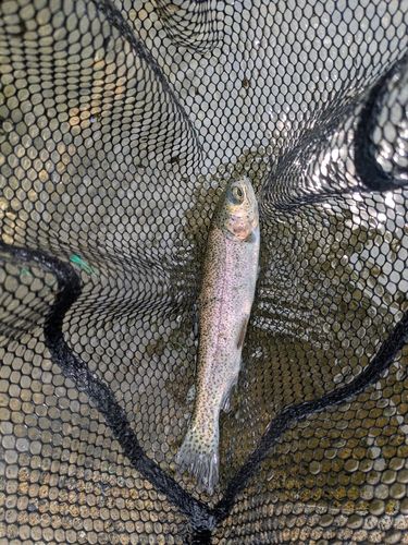 ニジマスの釣果