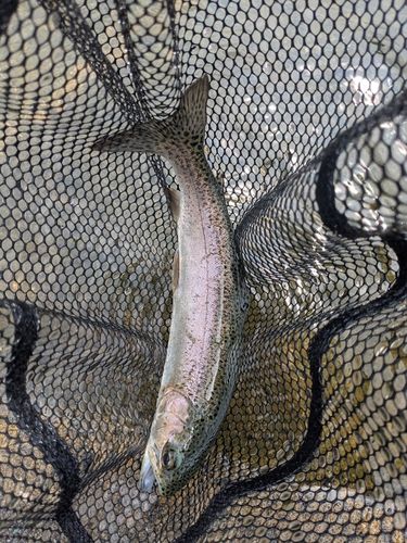 ニジマスの釣果
