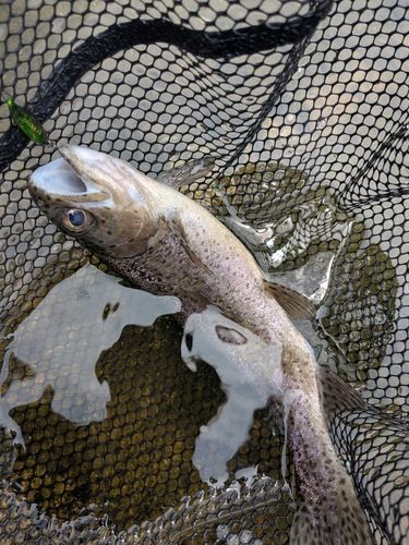 ニジマスの釣果