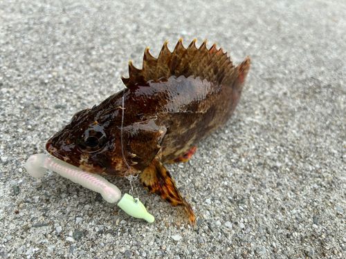ヨロイメバルの釣果