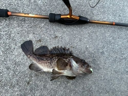 クロソイの釣果