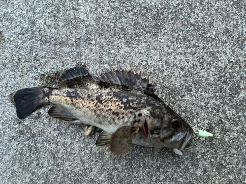 クロソイの釣果