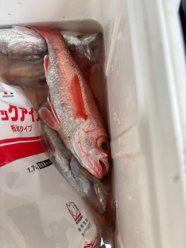 アカムツの釣果
