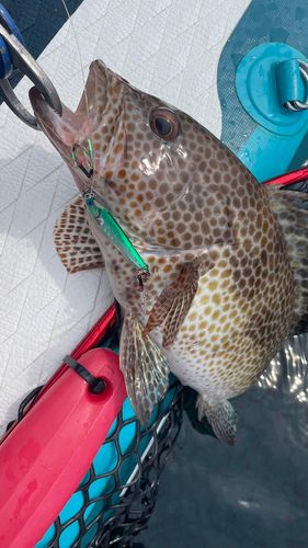 オオモンハタの釣果