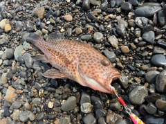 オオモンハタの釣果